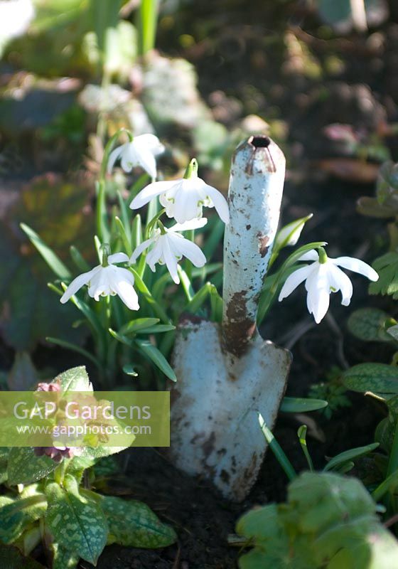 Double snowdrop - Galanthus nivalis flore pleno with vintage trowel