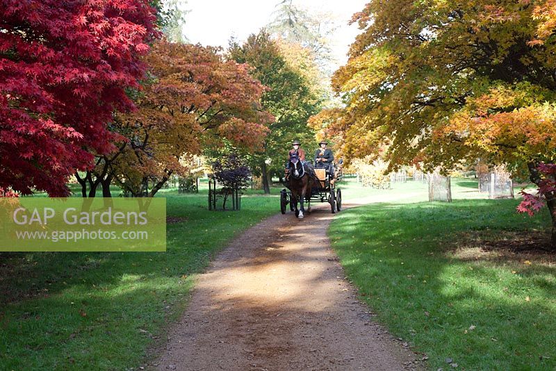 The Savill Garden in Autumn with a horse drawn carriage riding through The Royal Landscape with red and yellow Acer palmatum.