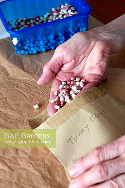 French Bean seeds dried and stored in paper envelopes and labelled