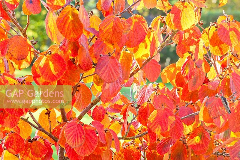 Autumn colours of Hamamelis intermedia x 'Ruby Glow'