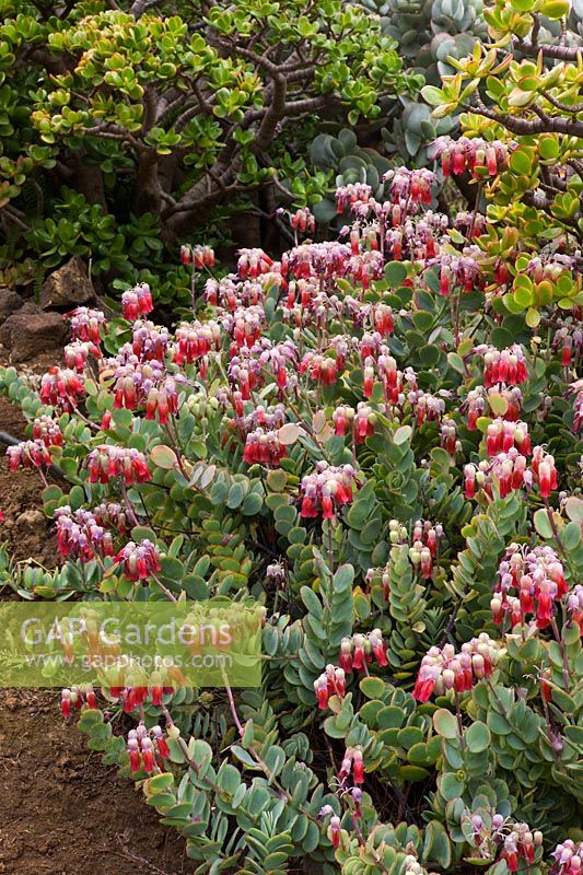 Kalanchoe gastonis bonnieri - a fast growing succulent perennial or biennial from Madagascar. Tenerife. February.