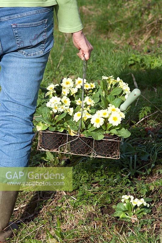 Planting Primula 'Woodland Dell' primroses in the spring orchard garden