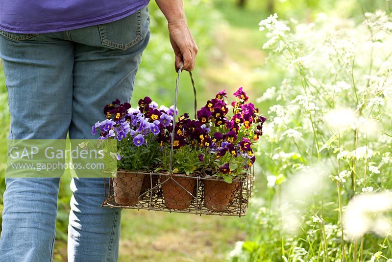 Woman carrying violas in antique wire carrier