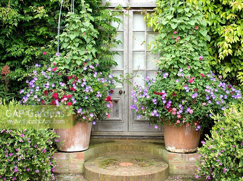 Symmetrical container planting of blue Geranium 'Rozanne', red and pink Verbena and climber Asarina in front of weathered French doors, with Polygala myrtifolia on either side of step - The Old Vicarage, East Ruston, Norfolk