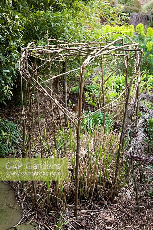 Woven hazel support for Miscanthus in the Oast garden at Perch Hill