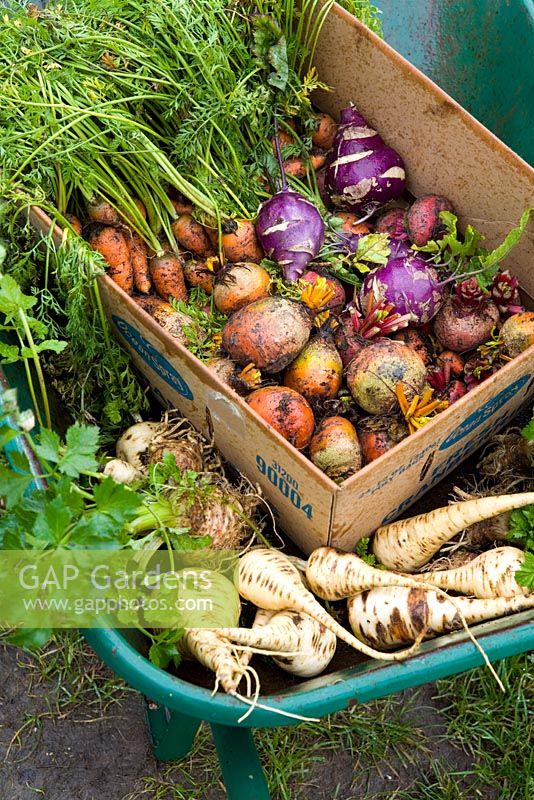 Mixed harvested root vegetables in a wheelbarrow including parsnips, beetroot, carrots, celeriac and kohlrabi