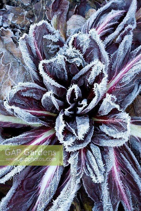 Cichorium intybus 'Rossa di Treviso' - Hoar frost on Chicory 