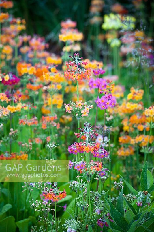 Mixed candelabra Primulas growing in damp conditions