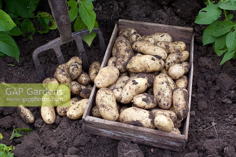 Harvesting salad potatoes 'Juliette'