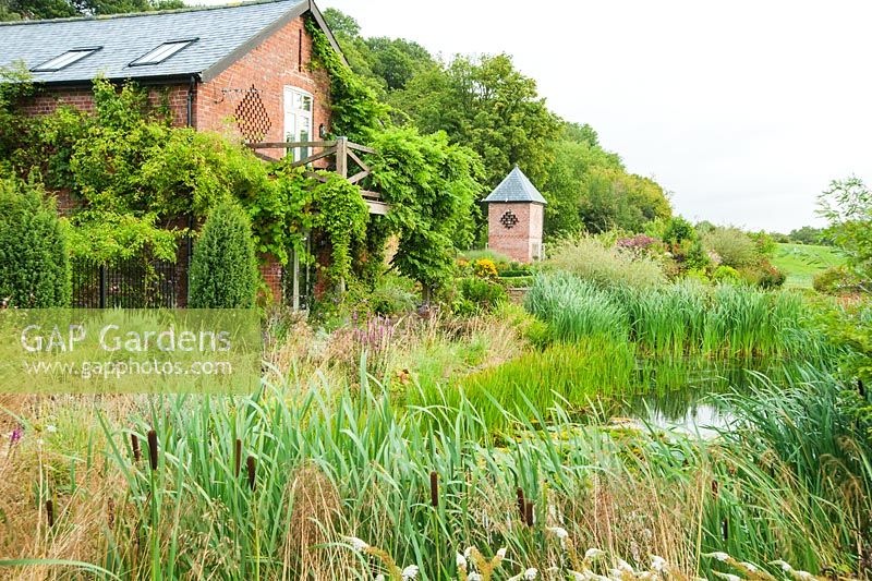 Wildlife pond surrounded by grasses, bulrushes and Lysimachia clethroides, barn and dovecote beyond - Rhodds Farm, Kington, Herefordshire, UK