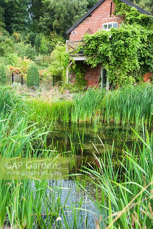 Wildlife pond surrounded by grasses, bulrushes and Wisteria covered barn beyond - Rhodds Farm, Kington, Herefordshire, UK