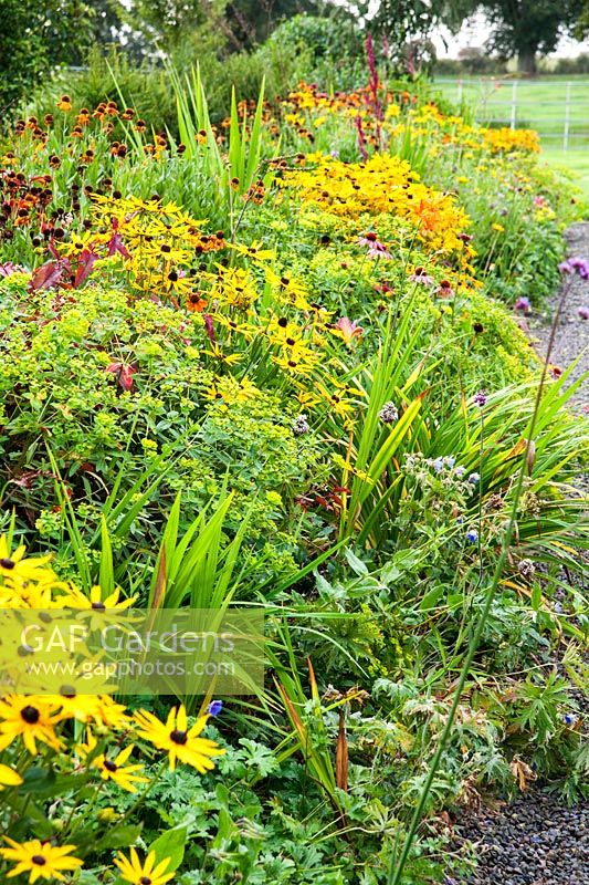 Herbaceous borders planted with hot colours, including Rudbeckia, Helenium and Crocosmias - Rhodds Farm, Kington, Herefordshire, UK
