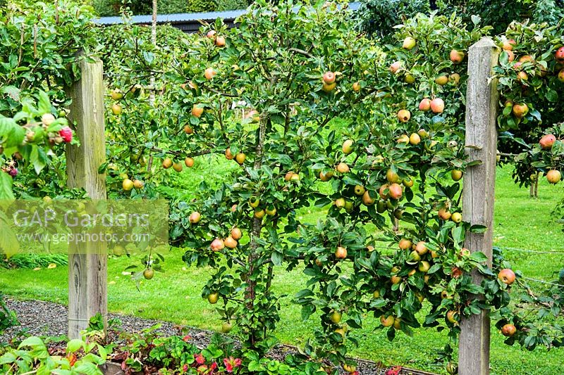 Espaliered apple on fence around kitchen garden - Rhodds Farm, Kington, Herefordshire, UK
