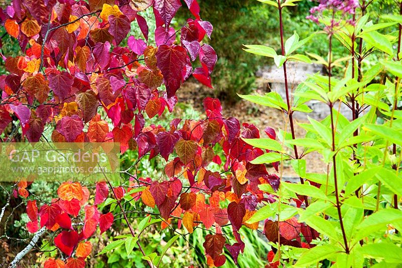 Cercis canadensis 'Forest Pansy' - Rhodds Farm, Kington, Herefordshire, UK