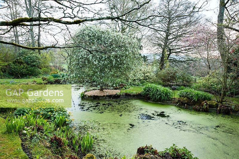 Pond in the woodland garden with marsh marigolds and weeping silver pear, Pyrus salicifolia. Wayford Manor, Wayford, Crewkerne, Somerset, UK