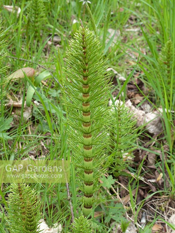 Equisetum 'Marestails'  Very invasive weed and difficult to eradicate.