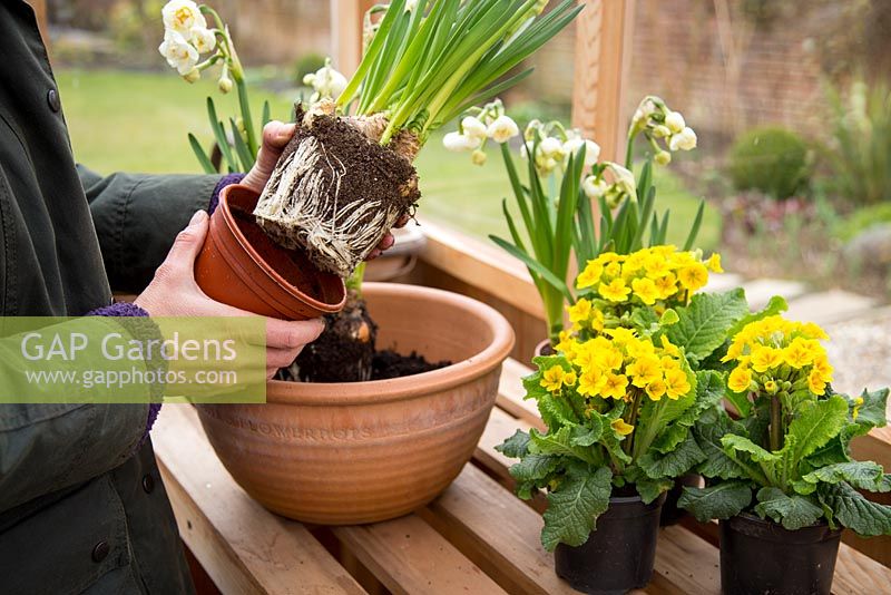 Step by Step container planting of Narcissus 'Bridal Crown' and Primula veris