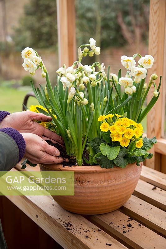 Step by Step container planting of Narcissus 'Bridal Crown' and Primula veris