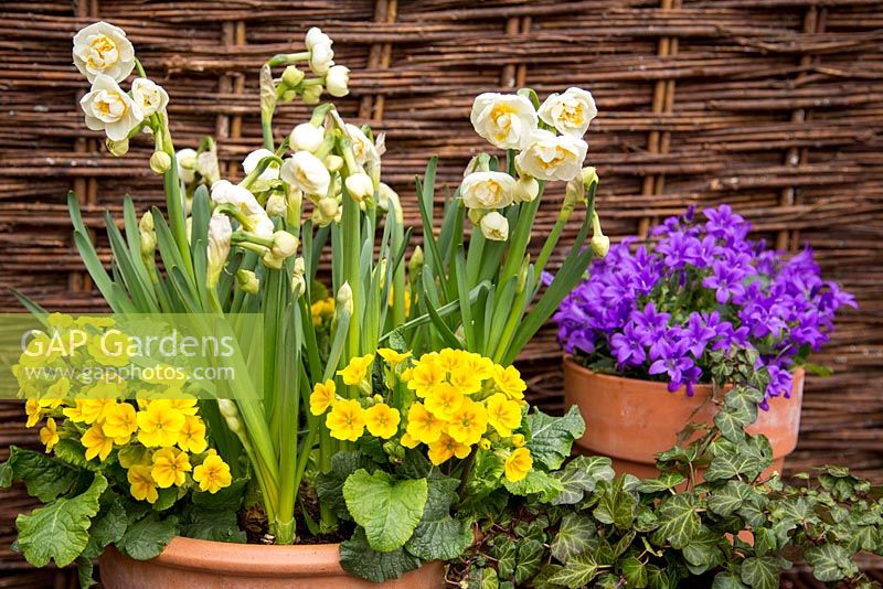 Container consisting of Narcissus 'Bridal Crown' and Primula veris