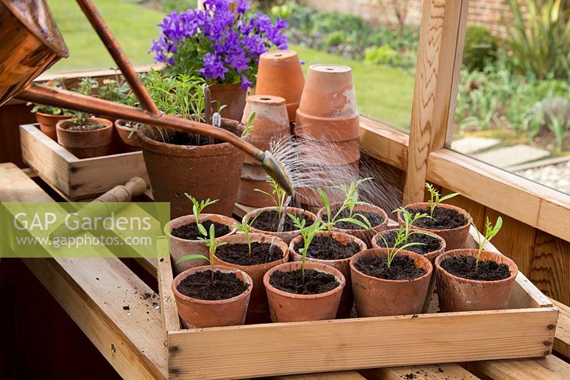Step by Step pricking out of Cosmos 'Bright Lights' to terracotta pots