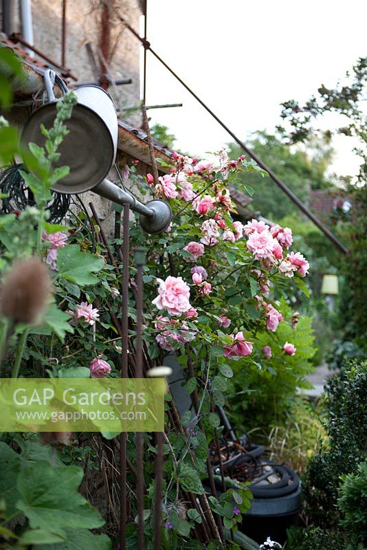 Cottage garden with scafolding, old metal watering can, roses and foxglove