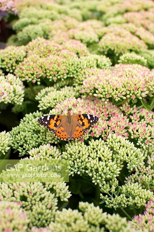 Aglais urticae - Small Tortoiseshell Butterfly on Sedum 'Herbstfreude' 