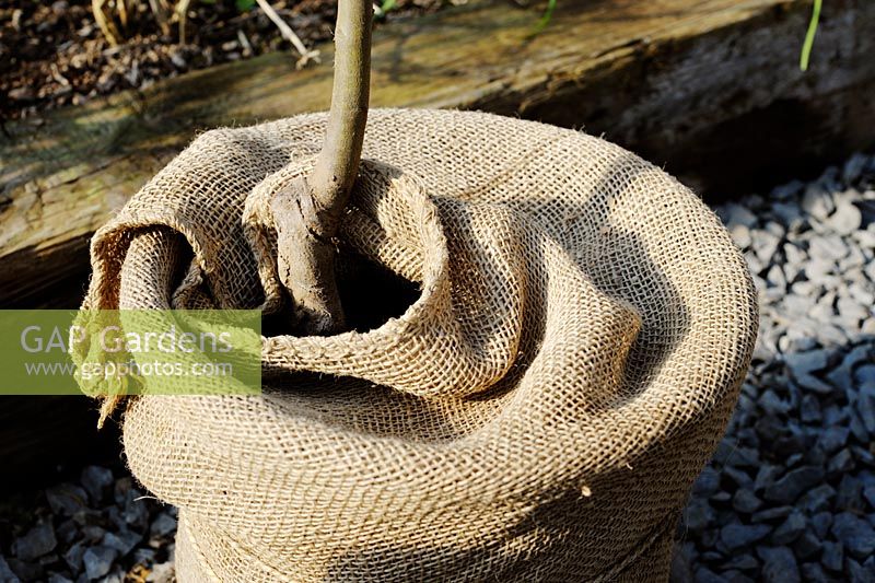 Fruit tree pot wrapped in hessian sacking as protection from frost