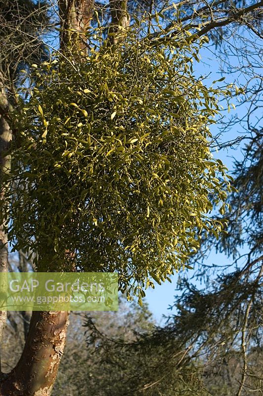 Viscum - Mistletoe growing on tree
