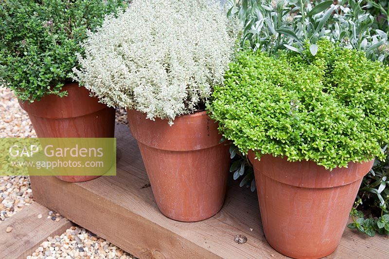 Pots with three different Thymes - Thymus x citriodorus, Thymus vulgaris and Thymus 'Silver Queen' - Gosselin Road