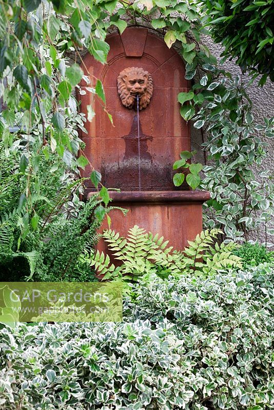 Rusty metal wall fountain with lion's head spout, with Cornus and Actinidia chinensis trained around it, low  Euonymus hedge, Ferns and weeping Betula - Silver Birch tree - Garden Neighbours 
 
