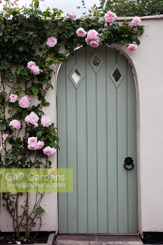 Rosa 'Times Past' around pale grey green garden door with diamond detail - Garden Neighbours