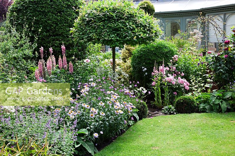 Herbaceous border in small garden with Salix fargesia umbrella pruned standard tree, Lupins, Lythrum salicaria 'Blush', Nepeta - Catmint, Astrantia, Roses, Geraniums - Garden Neighbours