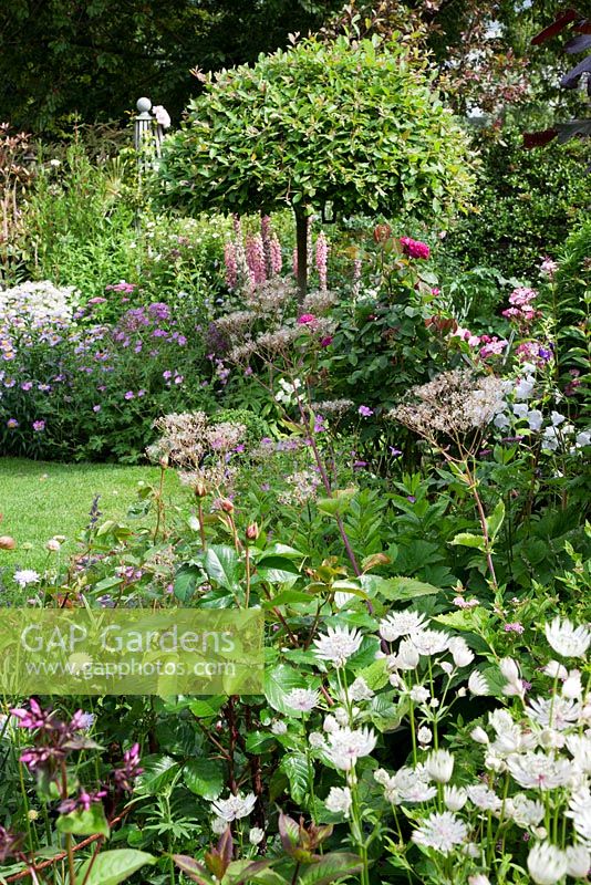 Herbaceous border in small garden with Salix fargesia umbrella pruned standard tree, Lupinus, Astrantia , Roses and Geraniums - Garden Neighbours