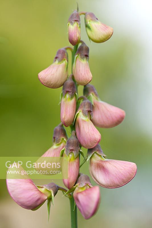 Lathyrus latifolius - Perennial Sweet Pea