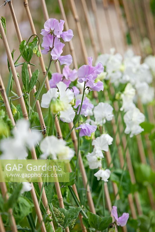 Lathyrus odoratus 'Zillah Harrod' and 'White frills' - Sweet Peas tied to bamboo cane support