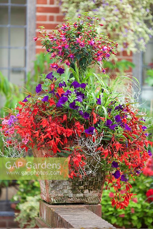 Container combination with standard Fuchsia, Verbena, Petunia and Begonia 'Devotion' (Million Kisses Series) at East Ruston Old Vicarage gardens