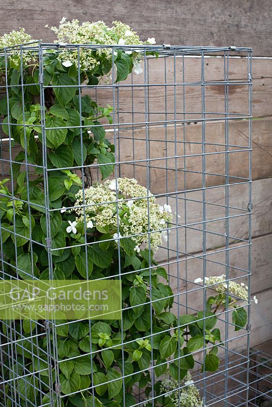 Hydrangea in gabions, Growing for a Fairer Future - BBC Gardener's World Live 2012