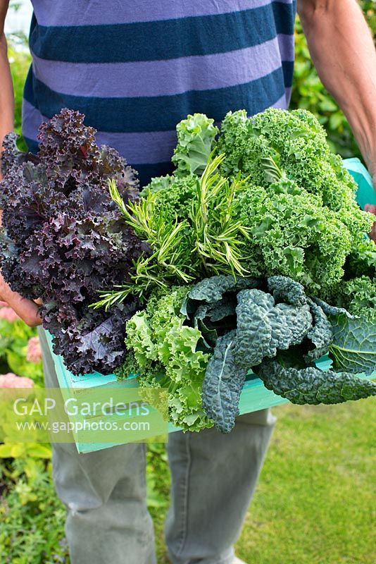 Man holding crate of Brassica oleracea, Kale 'Westland Winter', Kale 'Scarlet', Kale 'Nero di Toscana' and rosemary 