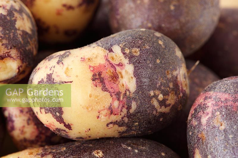 Solanum tuberosum -  Potato 'Mr Little's Yetholm Gypsy'