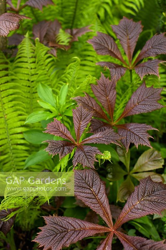 Fern and young leaves of Rodgersia podophylla
