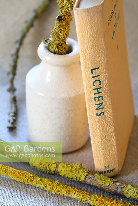 An Observer's Book of Lichen, old pot and twigs with lichen on linen