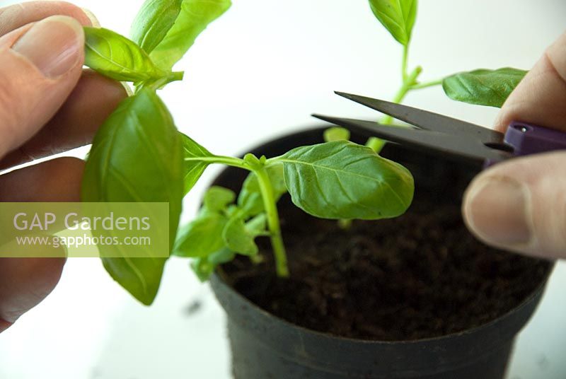 Propagating and dividing Ocimum basilicum - Basil from shop bought plant - take cuttings to eat
