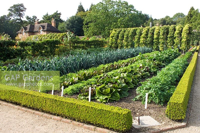 Vegetable beds including leeks, lettuce and French parsley growing in the Walled Garden at West Dean, Sussex