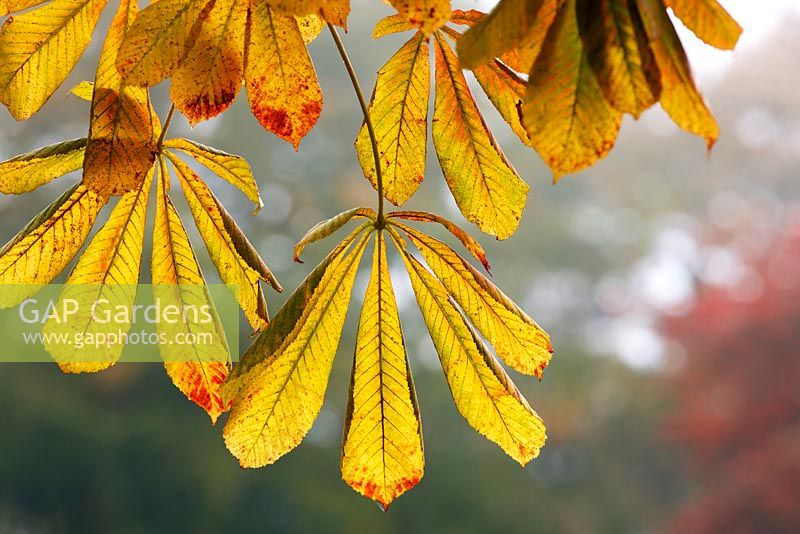 Aesculus turbinata - Japanese Horse Chestnut, autumn foliage