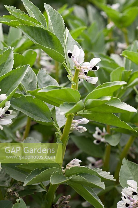 Vicia faba - Broad Bean 'Monica' with tip pinched out to prevent blackfly