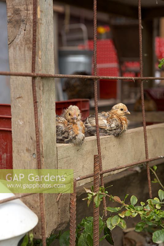 Barbu d'Uccle Chicks - Worton Organic Garden
