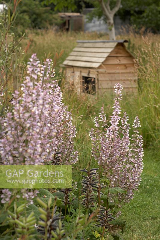Salvia turkestanica with rabbit hutch in background - Worton Organic Garden Farm