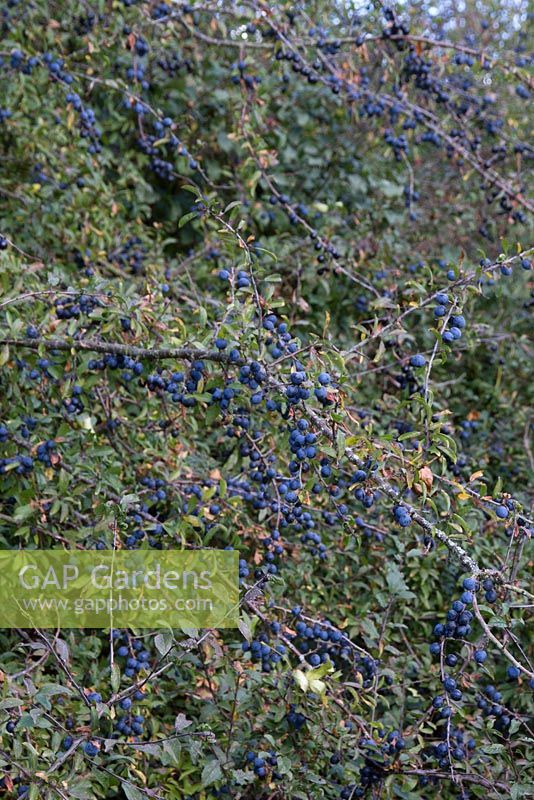 Prunus spinosa - Sloes