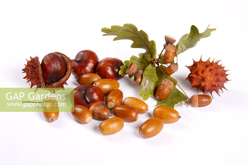 Quercus robur - Acorns and Aesculus hippocastanum - Conkers