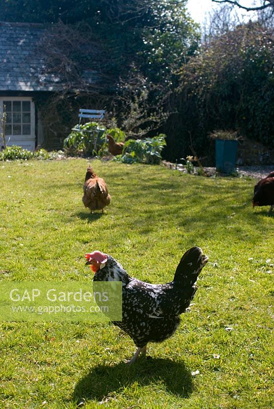 Chickens in the garden